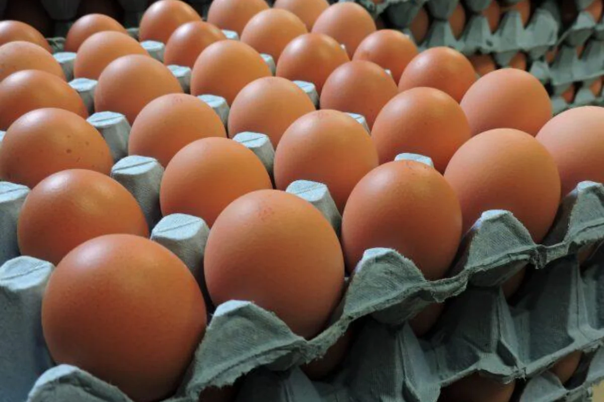 Medium eggs 60 pack